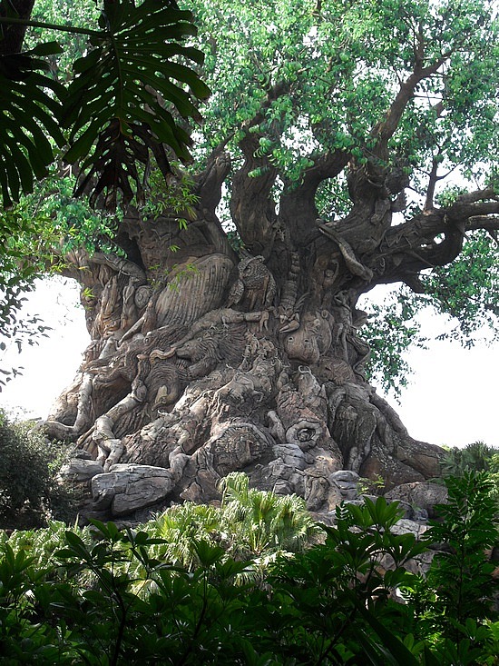 L'arbre de la vie sur l'île de la découverte