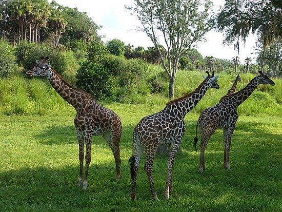 Girafes