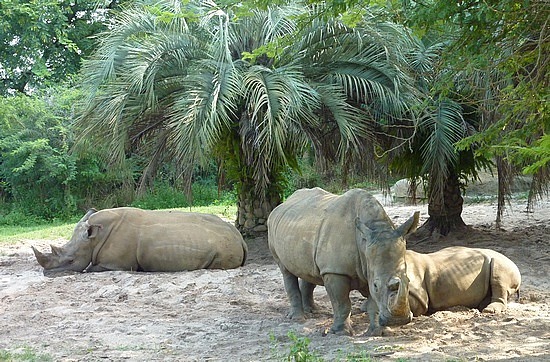 Rhinocéros