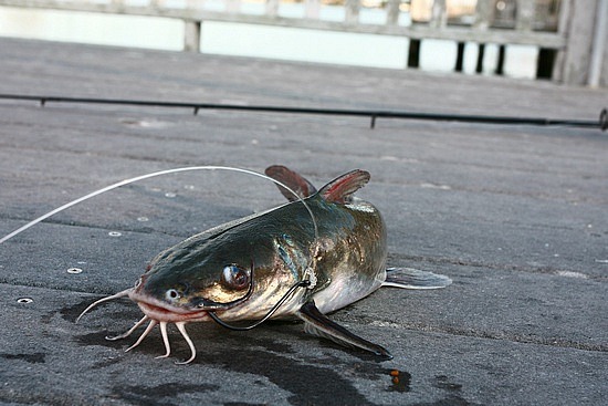 Poisson chat