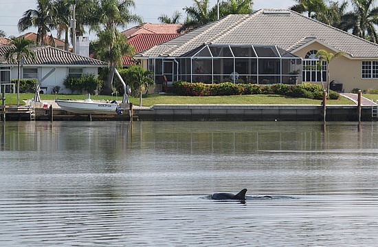 Dauphin dans le canal