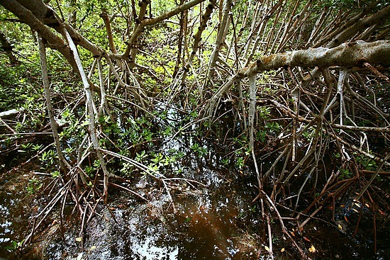 Red mangrove