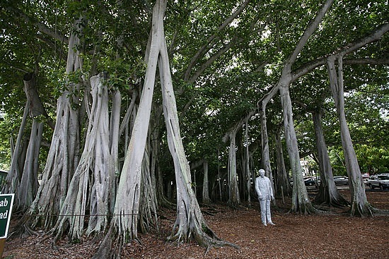 Banyan et la statue de Thomas Edison