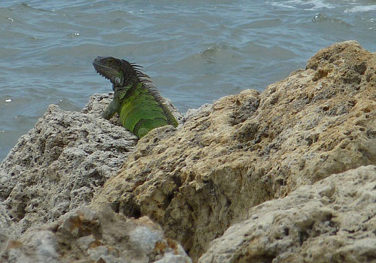 Iguane le plus au sud des USA