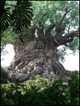 L'arbre de la vie sur l'île de la découverte