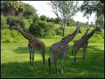 Girafes