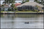 Dauphin dans le canal