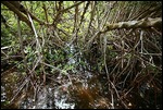 Red mangrove