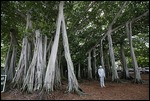 Banyan et la statue de Thomas Edison