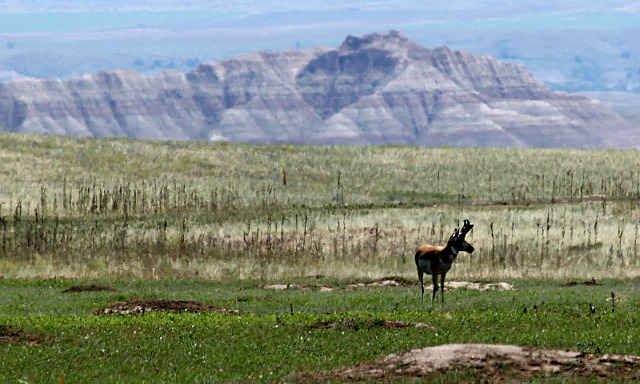 Antilope