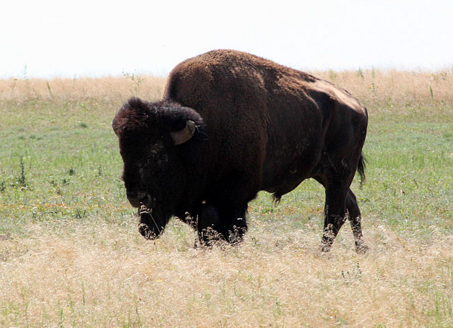 Buffalo