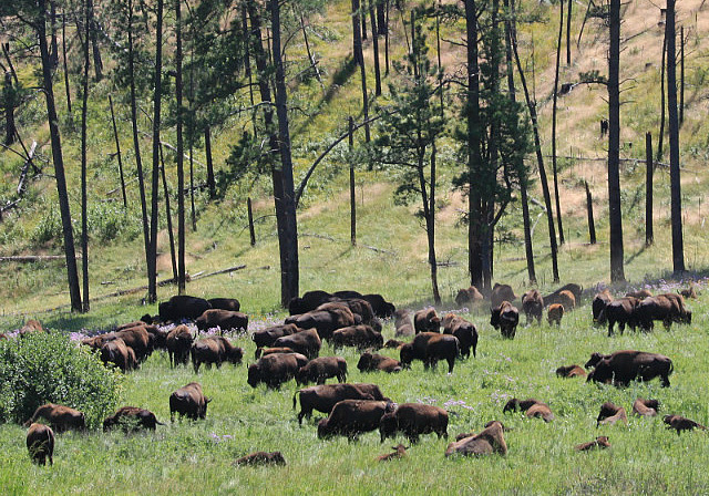 Buffalo au Custer Park