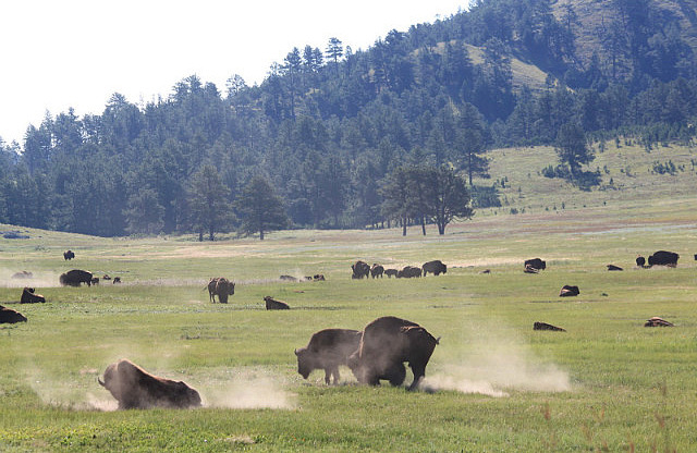 Buffalos à Custer Park