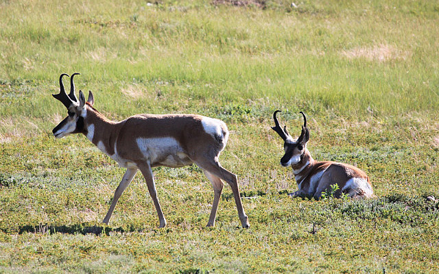 Pronghorn Antelope à Custer Park