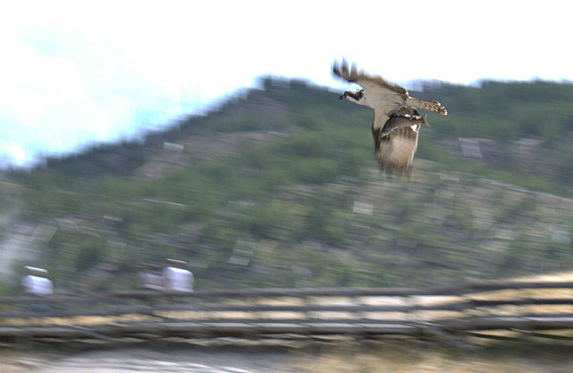 Un aigle et la proie qu'il vient de prendre dans l