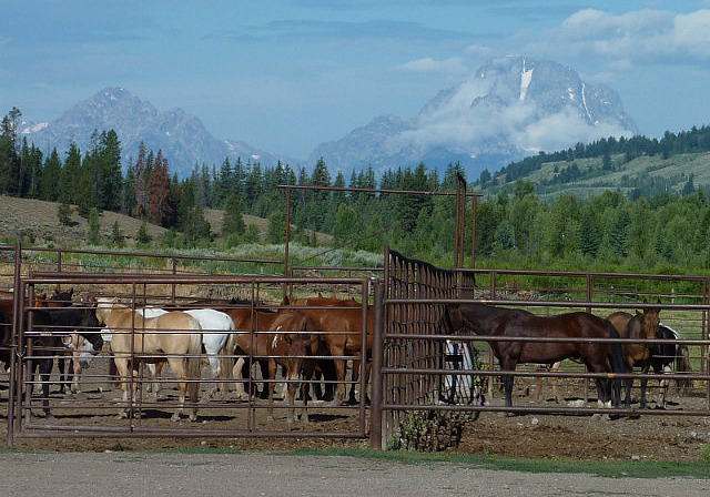 Quelques chevaux au ranch