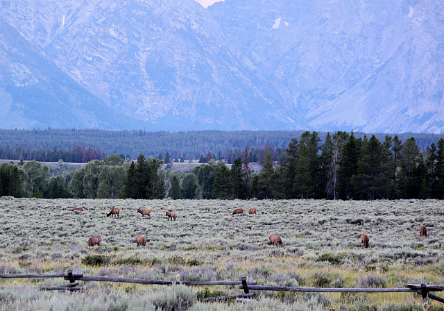 Quelques reines dans le parc de Grand Teton