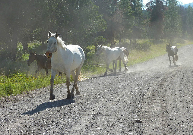 Les chevaux du ranch font un peu d'exercice