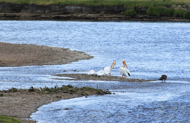Pélicans dans le ruisseau d'un ranch au Colorado