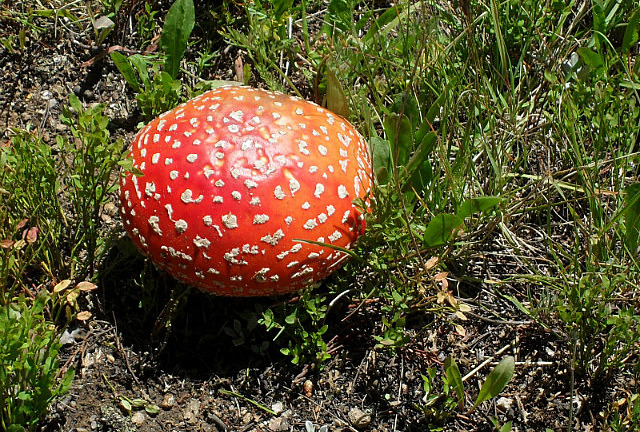 Mushroom by Alice