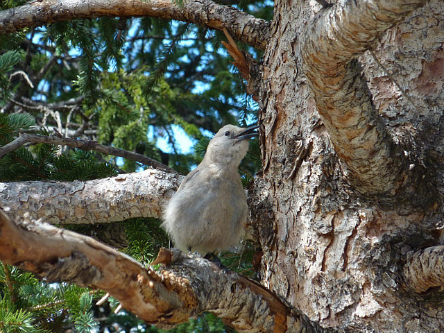 Oiseau affamé