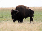 Buffalo