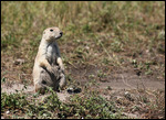 Chien de prairie