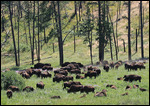Buffalo au Custer Park