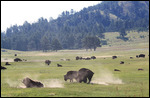 Buffalos à Custer Park
