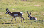 Pronghorn Antelope à Custer Park
