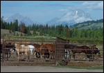 Quelques chevaux au ranch