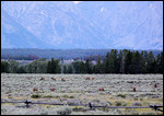 Quelques reines dans le parc de Grand Teton