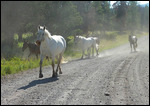 Les chevaux du ranch font un peu d'exercice
