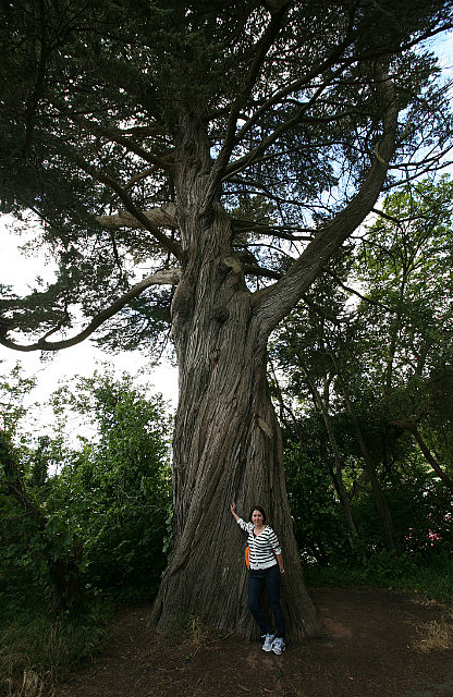 Les arbres sont géants dans ce parc!