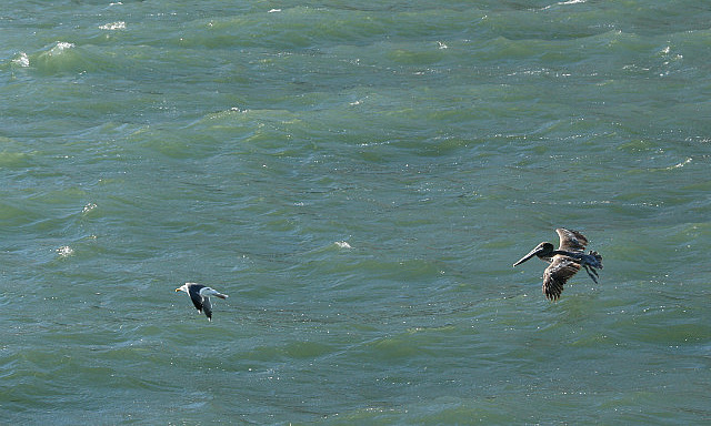 Pelican au pied du rocher d'Alcatraz