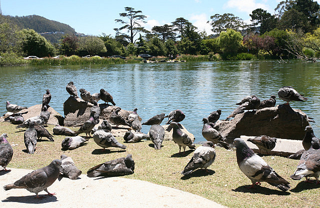 Pigeons au Stow Lake
