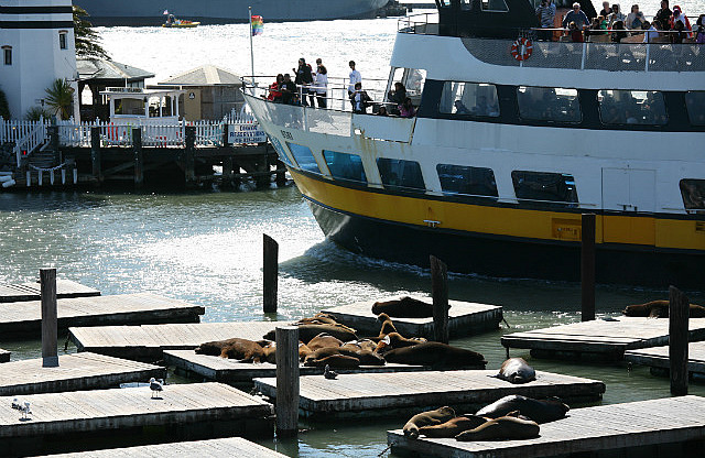 Sea Lion au Pier 39