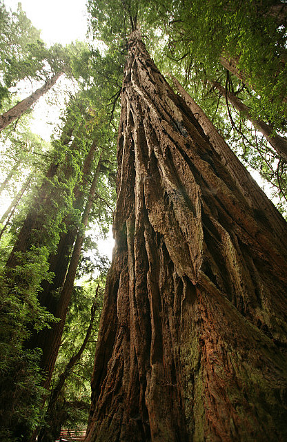 Muir woods