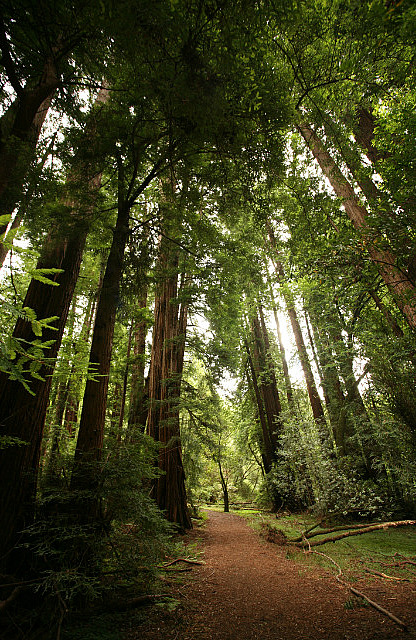 Muir woods