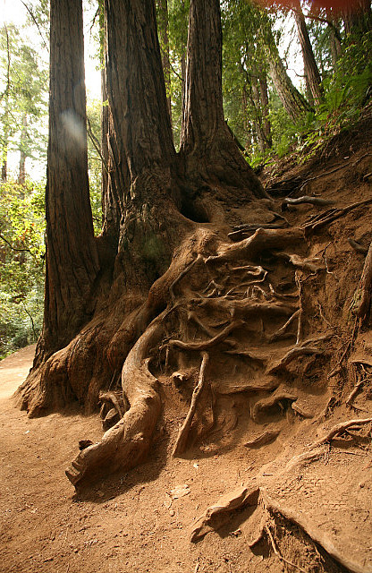 Muir woods