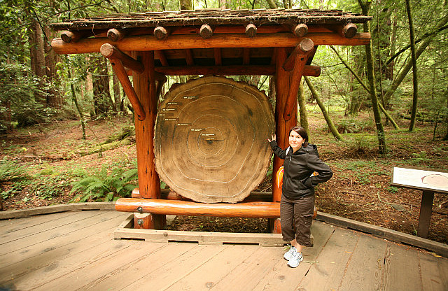 Arbre de 1000 ans