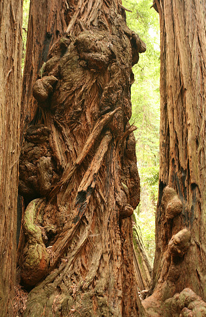 Arbre sculpté