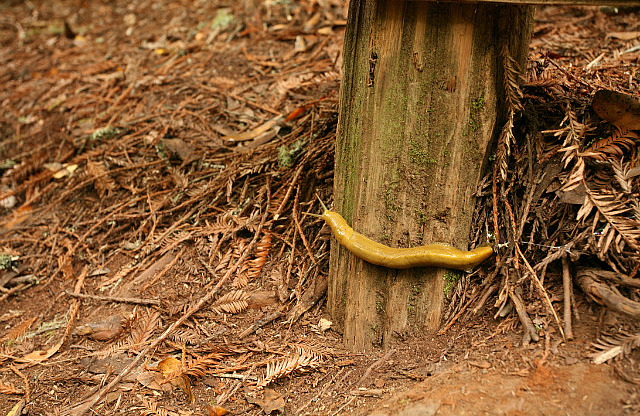 Banana slug