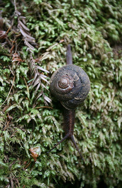 Escargot géant