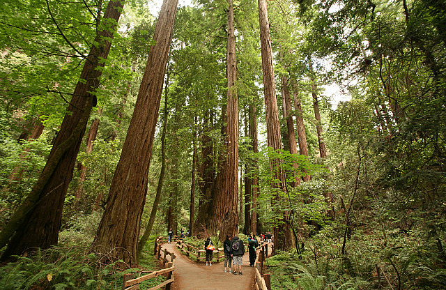 Muir woods - Cathedral grove