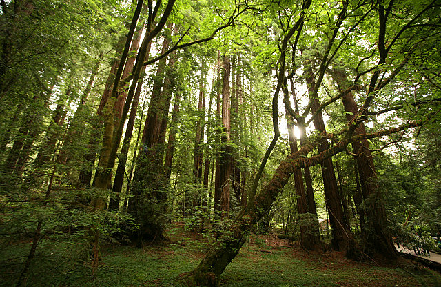 Muir woods