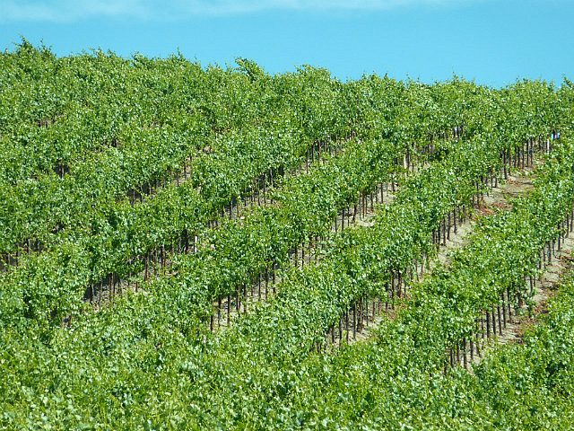 Colline de vigne entre Napa et Sonoma Valley