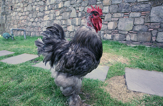 Coq protégeant ses poules!