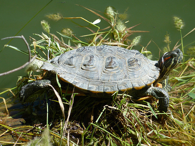 Tortue au Cline Winery