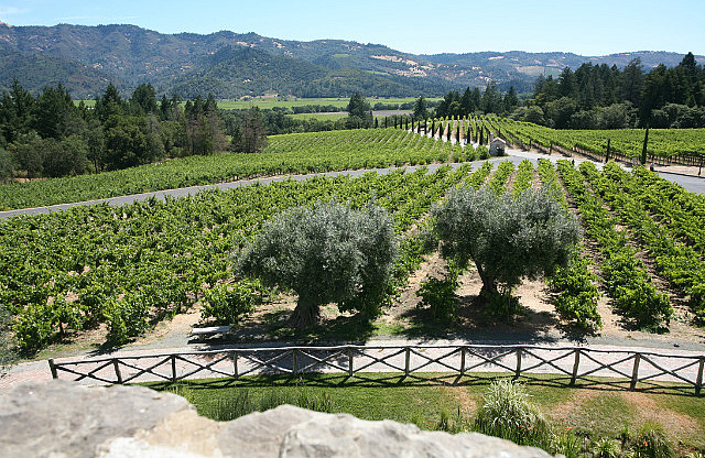 30 acres de vignes